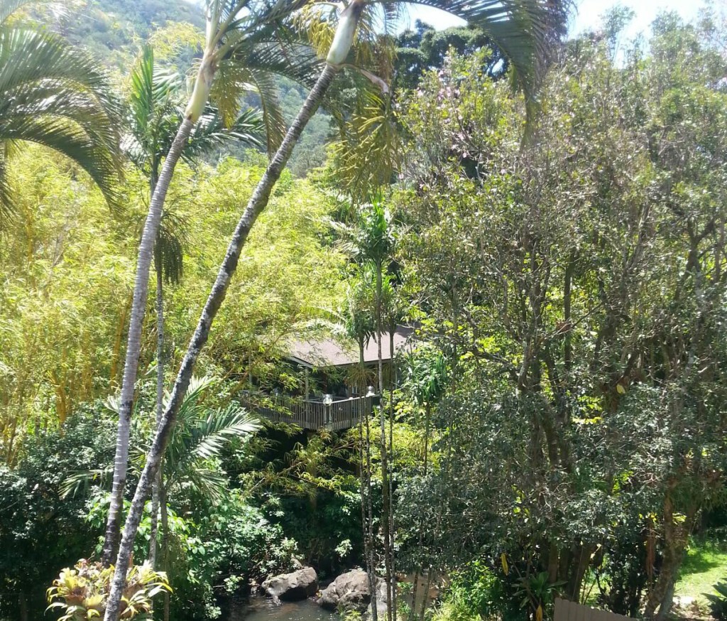 Tree-house-from-bridge-1